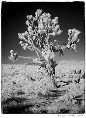 Joshua Tree